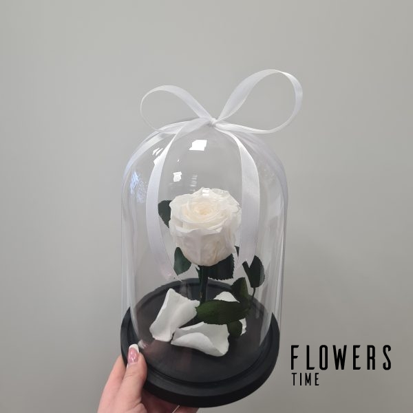 Balta mieganti rožė po stiklu dovana draugei