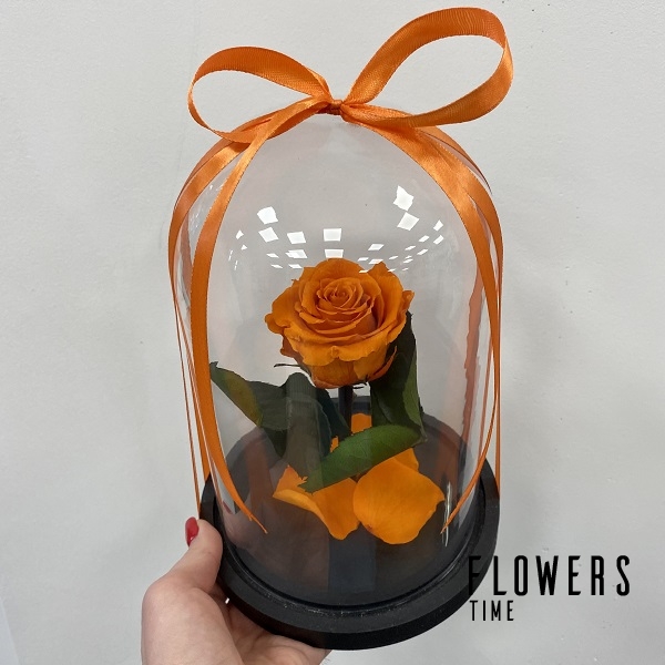 Oranžinė mieganti rožė po stiklu dovana draugei