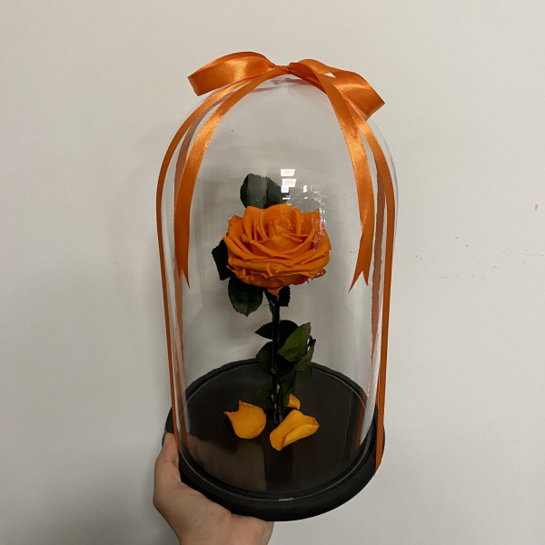 Didelė oranžinė mieganti rožė